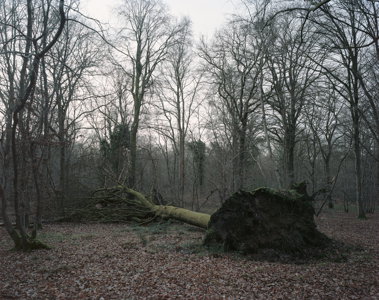 Olivier Riquet - Forest l'Abbaye, Somme, France